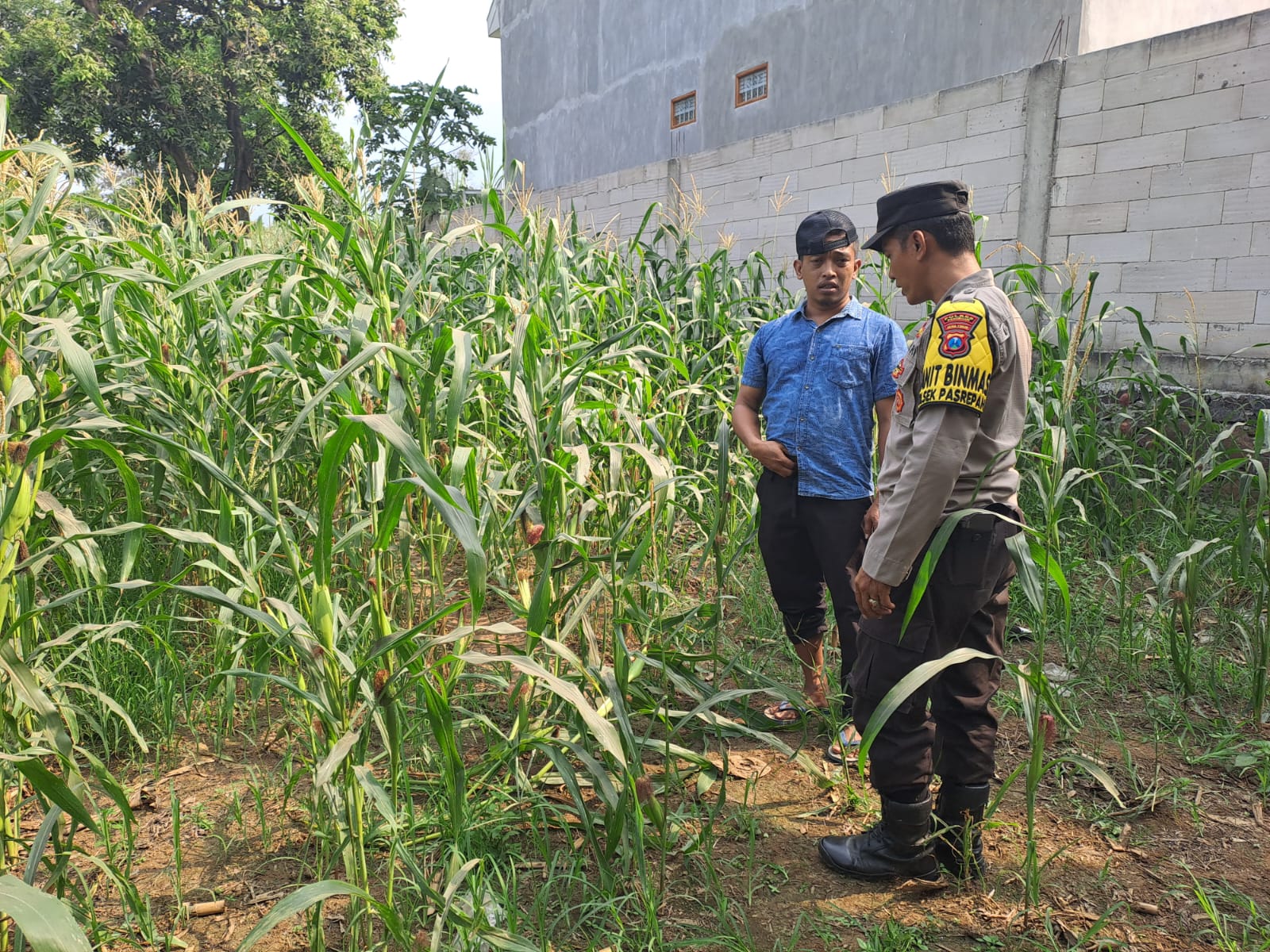 mbminvestigasi.com | Pantau Tanaman Jagung di Pohgading, Bhabinkamtibmas Perkuat Sinergi Ketahanan Pangan mbminvestigasi.com | Pantau Tanaman Jagung di Pohgading, Bhabinkamtibmas Perkuat Sinergi Ketahanan Pangan