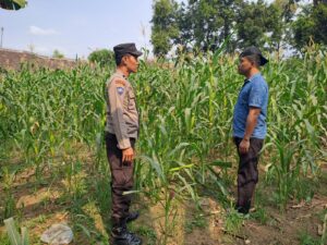 mbminvestigasi.com | Pantau Tanaman Jagung di Pohgading, Bhabinkamtibmas Perkuat Sinergi Ketahanan Pangan mbminvestigasi.com | Pantau Tanaman Jagung di Pohgading, Bhabinkamtibmas Perkuat Sinergi Ketahanan Pangan
