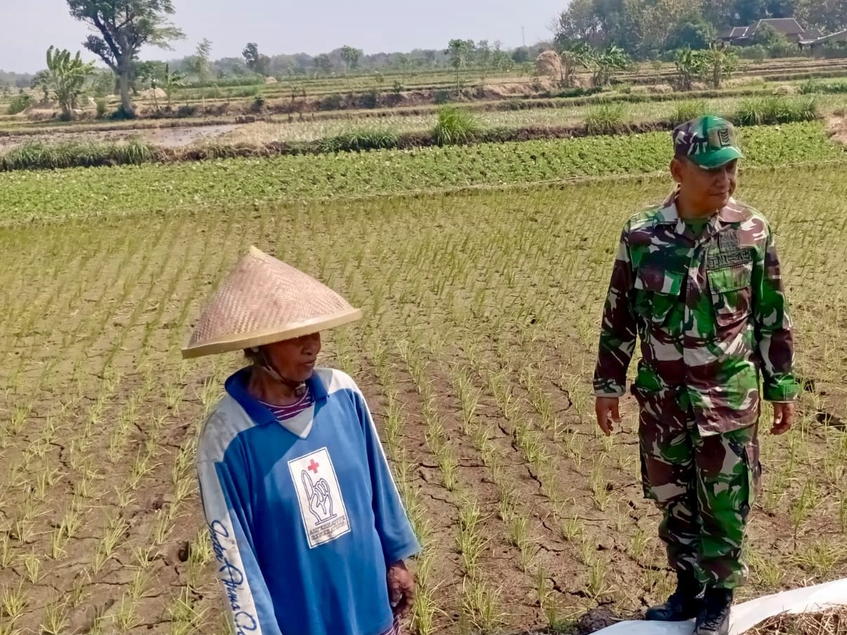 mbminvestigasi.com | Babinsa Potronayan Semangati Petani Hadapi Musim Kemarau, Optimistis Panen MT III Berlimpah dan Harga Gabah Menguntungkan mbminvestigasi.com | Babinsa Potronayan Semangati Petani Hadapi Musim Kemarau, Optimistis Panen MT III Berlimpah dan Harga Gabah Menguntungkan