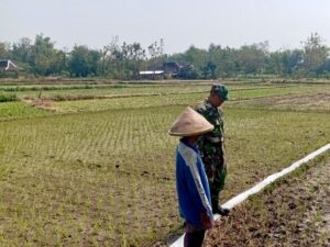 mbminvestigasi.com | Babinsa Potronayan Semangati Petani Hadapi Musim Kemarau, Optimistis Panen MT III Berlimpah dan Harga Gabah Menguntungkan mbminvestigasi.com | Babinsa Potronayan Semangati Petani Hadapi Musim Kemarau, Optimistis Panen MT III Berlimpah dan Harga Gabah Menguntungkan