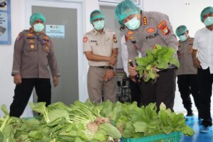 mbminvestigasi.com | Kapolres Metro Jakarta Barat Tinjau SPPG dan Panen Sayuran Pokcoy Di Greenhouse SPPG Polri Palmerah