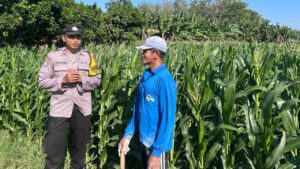 mbminvestigasi.com | Sambang Lahan Pertanian, Bhabinkamtibmas Grogol Berikan Edukasi kepada Petani Jagung mbminvestigasi.com | Sambang Lahan Pertanian, Bhabinkamtibmas Grogol Berikan Edukasi kepada Petani Jagung