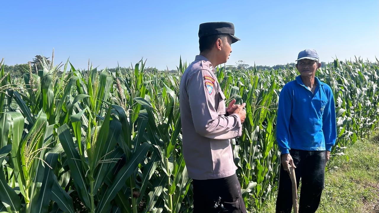 mbminvestigasi.com | Sambang Lahan Pertanian, Bhabinkamtibmas Grogol Berikan Edukasi kepada Petani Jagung mbminvestigasi.com | Sambang Lahan Pertanian, Bhabinkamtibmas Grogol Berikan Edukasi kepada Petani Jagung