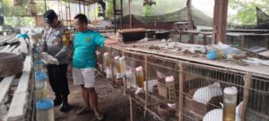 mbminvestigasi.com | Polsek Kepung Dorong Pengembangan Peternakan Kelinci untuk Ketahanan Pangan mbminvestigasi.com | Polsek Kepung Dorong Pengembangan Peternakan Kelinci untuk Ketahanan Pangan
