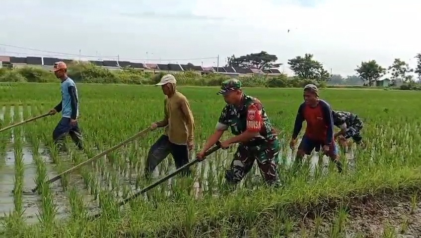 mbminvestigasi.com | Babinsa Blusukan ke Sawah, Gulma Dibasmi Demi Selamatkan Masa Depan Panen Petani mbminvestigasi.com | Babinsa Blusukan ke Sawah, Gulma Dibasmi Demi Selamatkan Masa Depan Panen Petani
