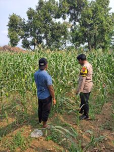mbminvestigasi.com | Bhabinkamtibmas Polsek Rembang Pantau Lahan Jagung Warga Dukung Asta Cita Ketahanan Pangan mbminvestigasi.com | Bhabinkamtibmas Polsek Rembang Pantau Lahan Jagung Warga Dukung Asta Cita Ketahanan Pangan