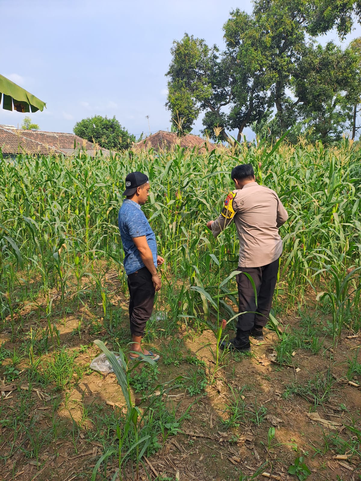 mbminvestigasi.com | Bhabinkamtibmas Polsek Rembang Pantau Lahan Jagung Warga Dukung Asta Cita Ketahanan Pangan mbminvestigasi.com | Bhabinkamtibmas Polsek Rembang Pantau Lahan Jagung Warga Dukung Asta Cita Ketahanan Pangan