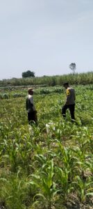 mbminvestigasi.com | Dukung Program Ketahanan Pangan, Bhabinkamtibmas Maron Lakukan Monitoring dan Edukasi Petani Jagung
