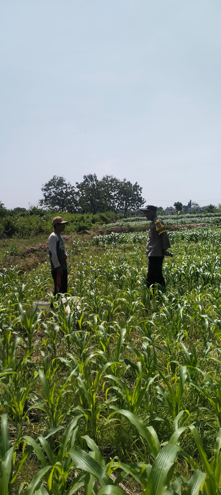 mbminvestigasi.com | Dukung Program Ketahanan Pangan, Bhabinkamtibmas Maron Lakukan Monitoring dan Edukasi Petani Jagung