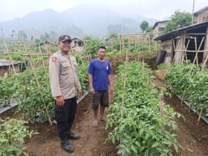 mbminvestigasi.com | Bhabinkamtibmas Polsek Nongkojajar Dampingi Warga Pantau Tanaman Tomat Dukung Program Ketahanan Pangan Nasional