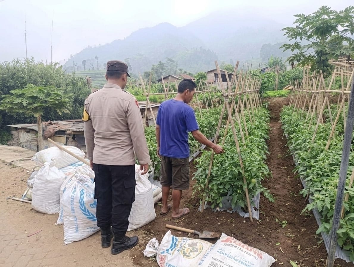 mbminvestigasi.com | Bhabinkamtibmas Polsek Nongkojajar Dampingi Warga Pantau Tanaman Tomat Dukung Program Ketahanan Pangan Nasional