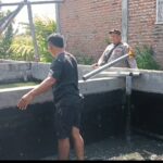 mbminvestigasi.com | Pantau Budidaya Lele di Genengwaru, Bhabinkamtibmas Pastikan Pertumbuhan Ikan Berjalan Baik