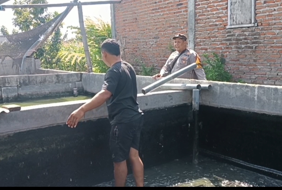 mbminvestigasi.com | Pantau Budidaya Lele di Genengwaru, Bhabinkamtibmas Pastikan Pertumbuhan Ikan Berjalan Baik mbminvestigasi.com | Pantau Budidaya Lele di Genengwaru, Bhabinkamtibmas Pastikan Pertumbuhan Ikan Berjalan Baik
