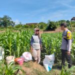mbminvestigasi.com | Bhabinkamtibmas Desa Jabon Dampingi Petani Lakukan Pemupukan Jagung, Dukung Ketahanan Pangan Nasional