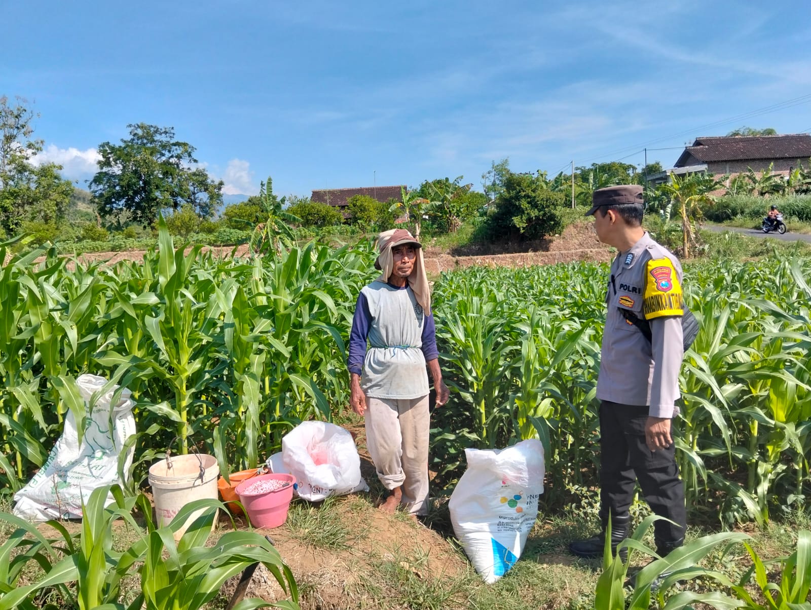 mbminvestigasi.com | Bhabinkamtibmas Desa Jabon Dampingi Petani Lakukan Pemupukan Jagung, Dukung Ketahanan Pangan Nasional mbminvestigasi.com | Bhabinkamtibmas Desa Jabon Dampingi Petani Lakukan Pemupukan Jagung, Dukung Ketahanan Pangan Nasional