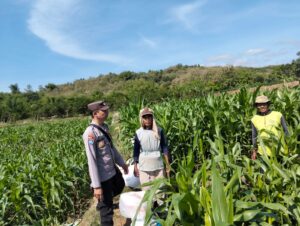 mbminvestigasi.com | Bhabinkamtibmas Desa Jabon Dampingi Petani Lakukan Pemupukan Jagung, Dukung Ketahanan Pangan Nasional mbminvestigasi.com | Bhabinkamtibmas Desa Jabon Dampingi Petani Lakukan Pemupukan Jagung, Dukung Ketahanan Pangan Nasional