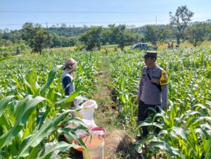 mbminvestigasi.com | Bhabinkamtibmas Desa Jabon Dampingi Petani Lakukan Pemupukan Jagung, Dukung Ketahanan Pangan Nasional mbminvestigasi.com | Bhabinkamtibmas Desa Jabon Dampingi Petani Lakukan Pemupukan Jagung, Dukung Ketahanan Pangan Nasional