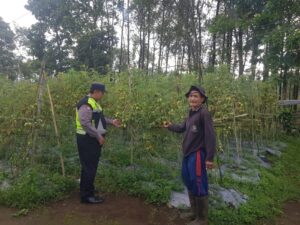 mbminvestigasi.com | Tanaman Tomat di Pungging Tumbuh Baik, Bhabinkamtibmas Dukung Suksesnya Ketahanan Pangan Nasional