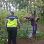 mbminvestigasi.com | Tanaman Tomat di Pungging Tumbuh Baik, Bhabinkamtibmas Dukung Suksesnya Ketahanan Pangan Nasional