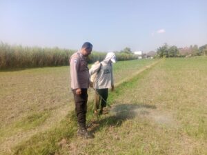 mbminvestigasi.com | Rawat Jagung Sejak Awal, Bhabinkamtibmas Singoneggaran Perkuat Ketahanan Pangan
