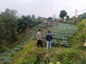 Mbminvestigasi.com | Bhabinkamtibmas Blarang Rutin Monitoring Tanaman Kubis Agar Tumbuh Sesuai Harapan