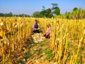 Mbminvestigasi.com | Bhabinkamtibmas Polsek Semen Dampingi Petani, Panen Jagung Jadi Penguat Ketahanan Pangan