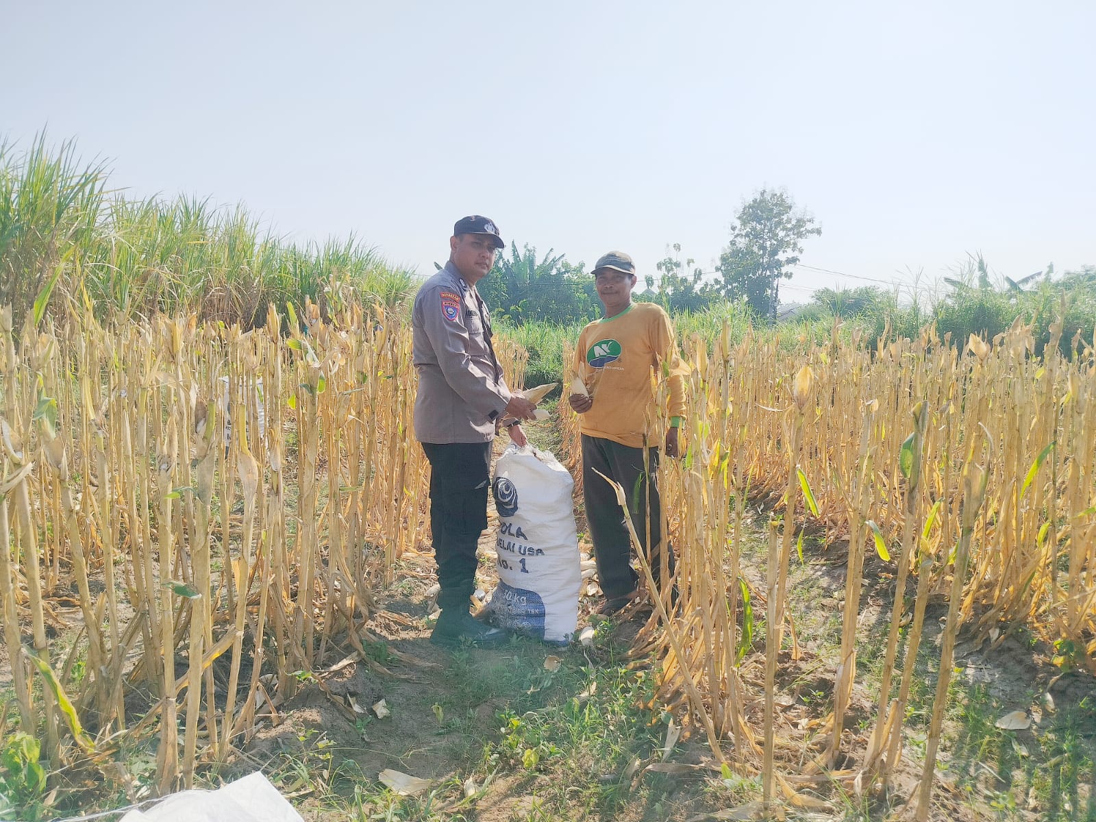 Mbminvestigasi.com | Bhabinkamtibmas Polsek Semen Dampingi Petani, Panen Jagung Jadi Penguat Ketahanan Pangan Mbminvestigasi.com | Bhabinkamtibmas Polsek Semen Dampingi Petani, Panen Jagung Jadi Penguat Ketahanan Pangan