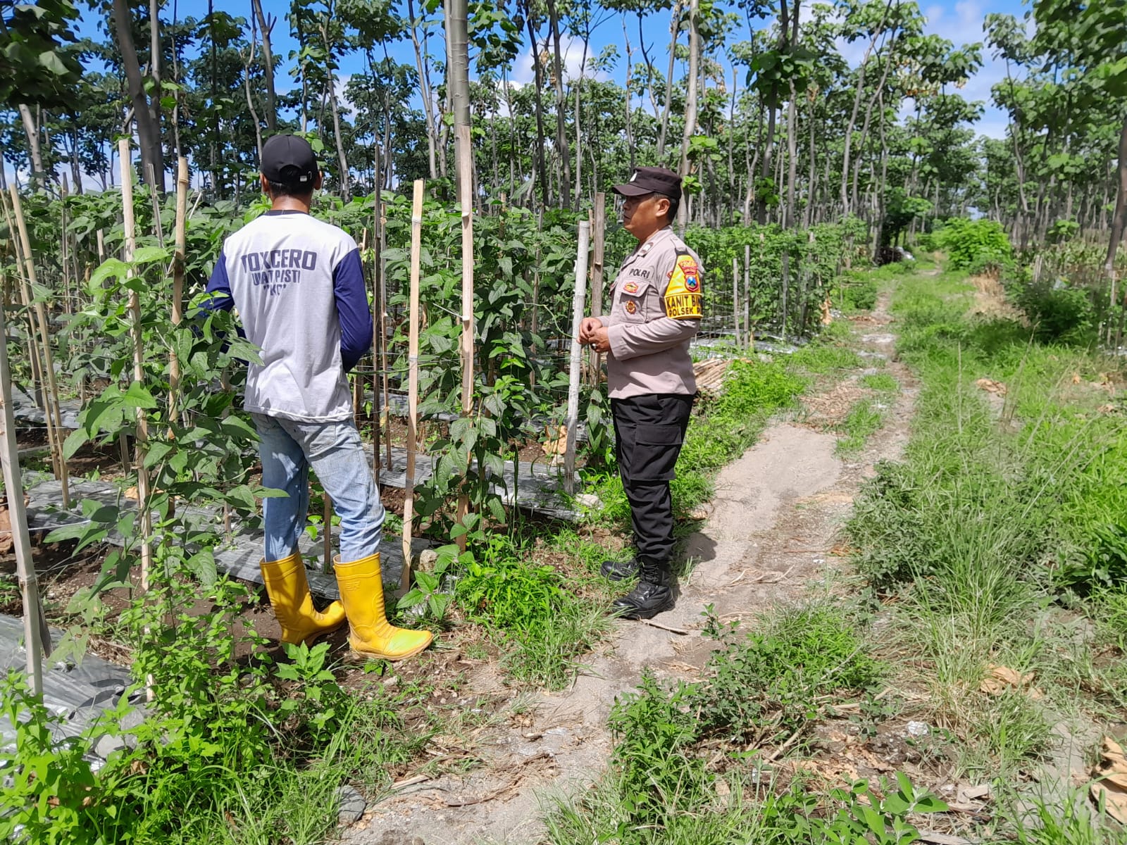 Mbminvestigasi.com | Hadapi Hama Tanaman, Polisi Kediri Dampingi Petani di Desa Manggis Mbminvestigasi.com | Hadapi Hama Tanaman, Polisi Kediri Dampingi Petani di Desa Manggis