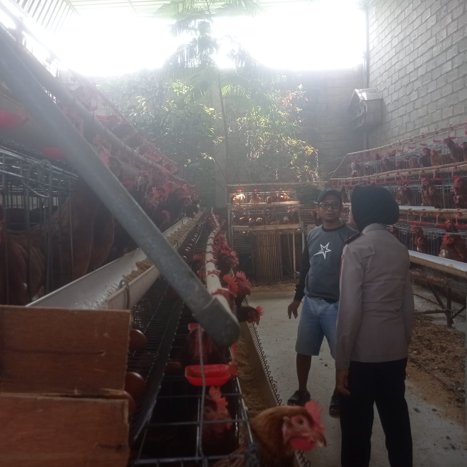 Mbminvestigasi.com | Dorong Produktivitas Peternak, Kapolsek Papar Dukung Program Ketahanan Pangan Mbminvestigasi.com | Dorong Produktivitas Peternak, Kapolsek Papar Dukung Program Ketahanan Pangan