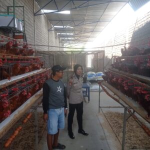 Mbminvestigasi.com | Dorong Produktivitas Peternak, Kapolsek Papar Dukung Program Ketahanan Pangan