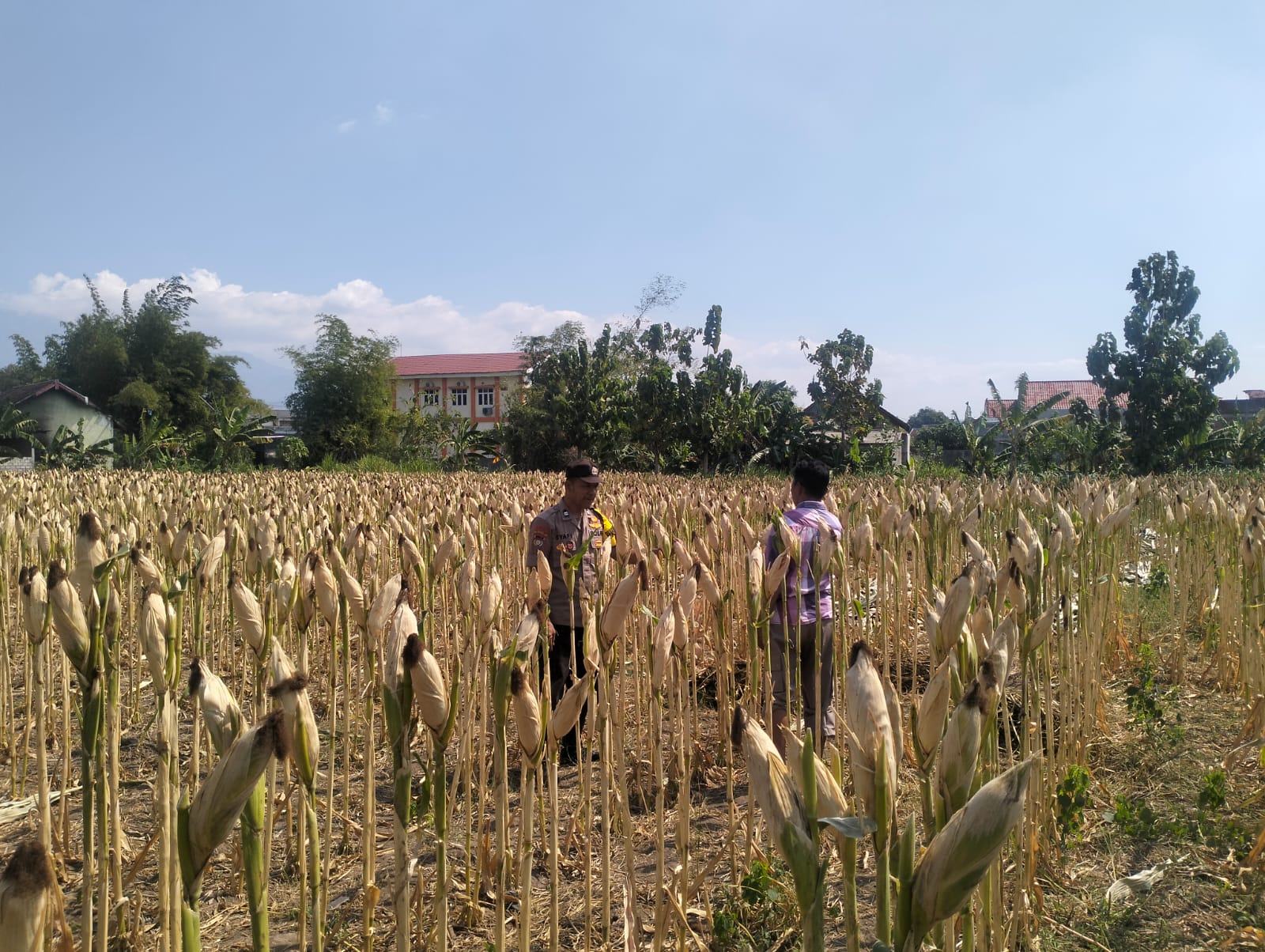 Mbminvestigasi.com | Bhabinkamtibmas Desa Kerep Dampingi Petani, Dorong Produktivitas Jagung Dukung Ketahanan Pangan Mbminvestigasi.com | Bhabinkamtibmas Desa Kerep Dampingi Petani, Dorong Produktivitas Jagung Dukung Ketahanan Pangan