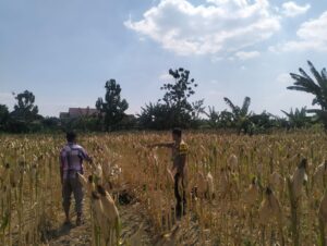 Mbminvestigasi.com | Bhabinkamtibmas Desa Kerep Dampingi Petani, Dorong Produktivitas Jagung Dukung Ketahanan Pangan