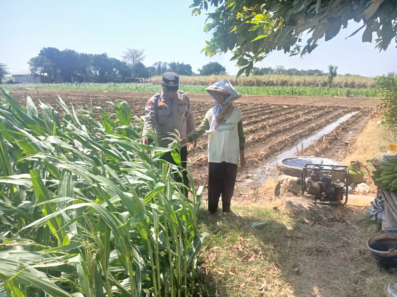 Mbminvestigasi.com | Bhabinkamtibmas Polsek Banyakan Cek Tanaman Jagung, Dorong Petani Perkuat Ketahanan Pangan
