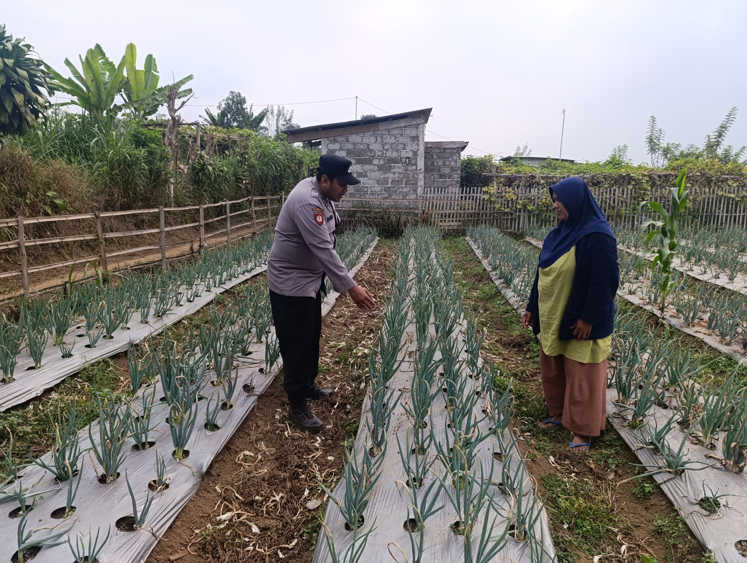 Mbminvestigasi.com | Polri Dampingi Program Pekarangan Pangan Bergizi di Desa Pungging Mbminvestigasi.com | Polri Dampingi Program Pekarangan Pangan Bergizi di Desa Pungging
