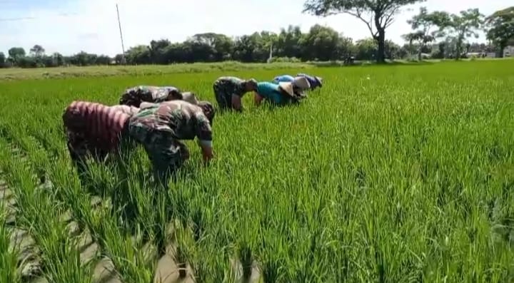 Mbminvestigasi.com | Babinsa Jurangjero Ikut Turun ke Sawah, Petani: TNI Selalu Ada di Tengah Kami Mbminvestigasi.com | Babinsa Jurangjero Ikut Turun ke Sawah, Petani: TNI Selalu Ada di Tengah Kami