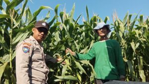 Mbminvestigasi.com | Bhabinkamtibmas Campurejo Cek Tanaman Jagung, Dorong Ketahanan Pangan dan Swasembada