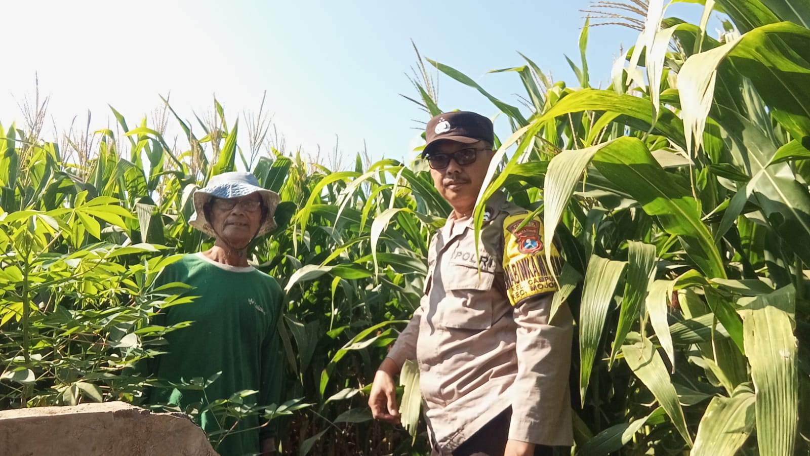 Mbminvestigasi.com | Bhabinkamtibmas Campurejo Cek Tanaman Jagung, Dorong Ketahanan Pangan dan Swasembada