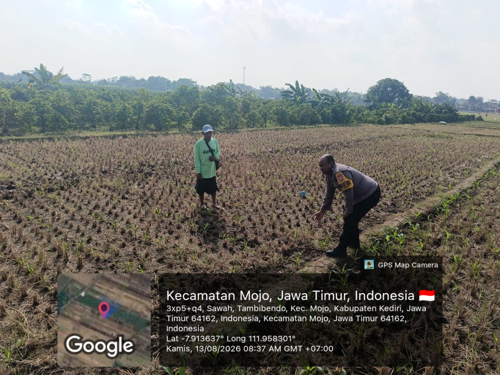 Mbminvestigasi.com | Bhabinkamtibmas Tambibendo Turun ke Sawah, Dukung Warga Perkuat Ketahanan Pangan Lewat Tanaman Jagung