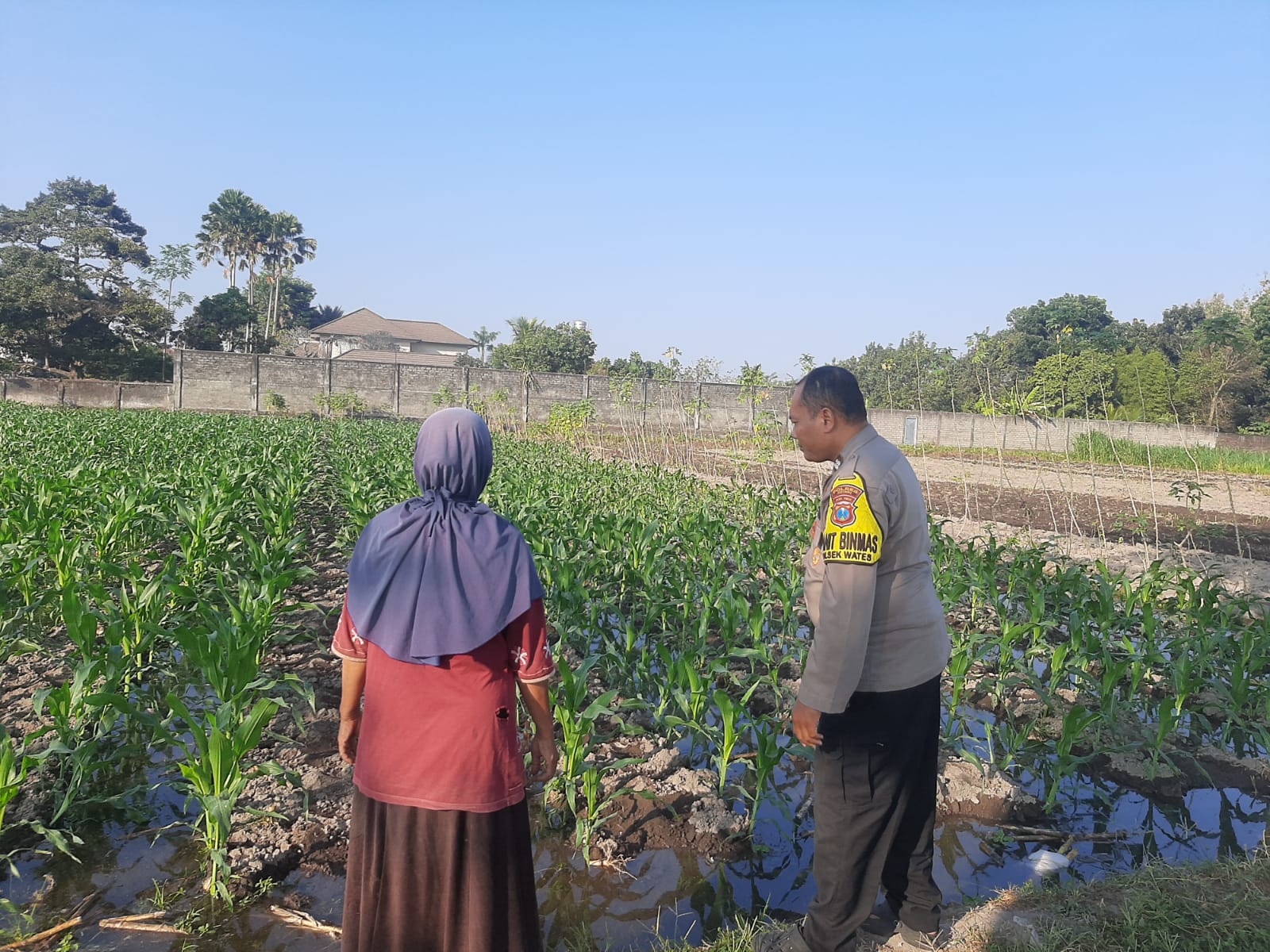 Mbminvestigasi.com | Polsek Wates Kawal Ketahanan Pangan Lewat Pendampingan Petani Jagung