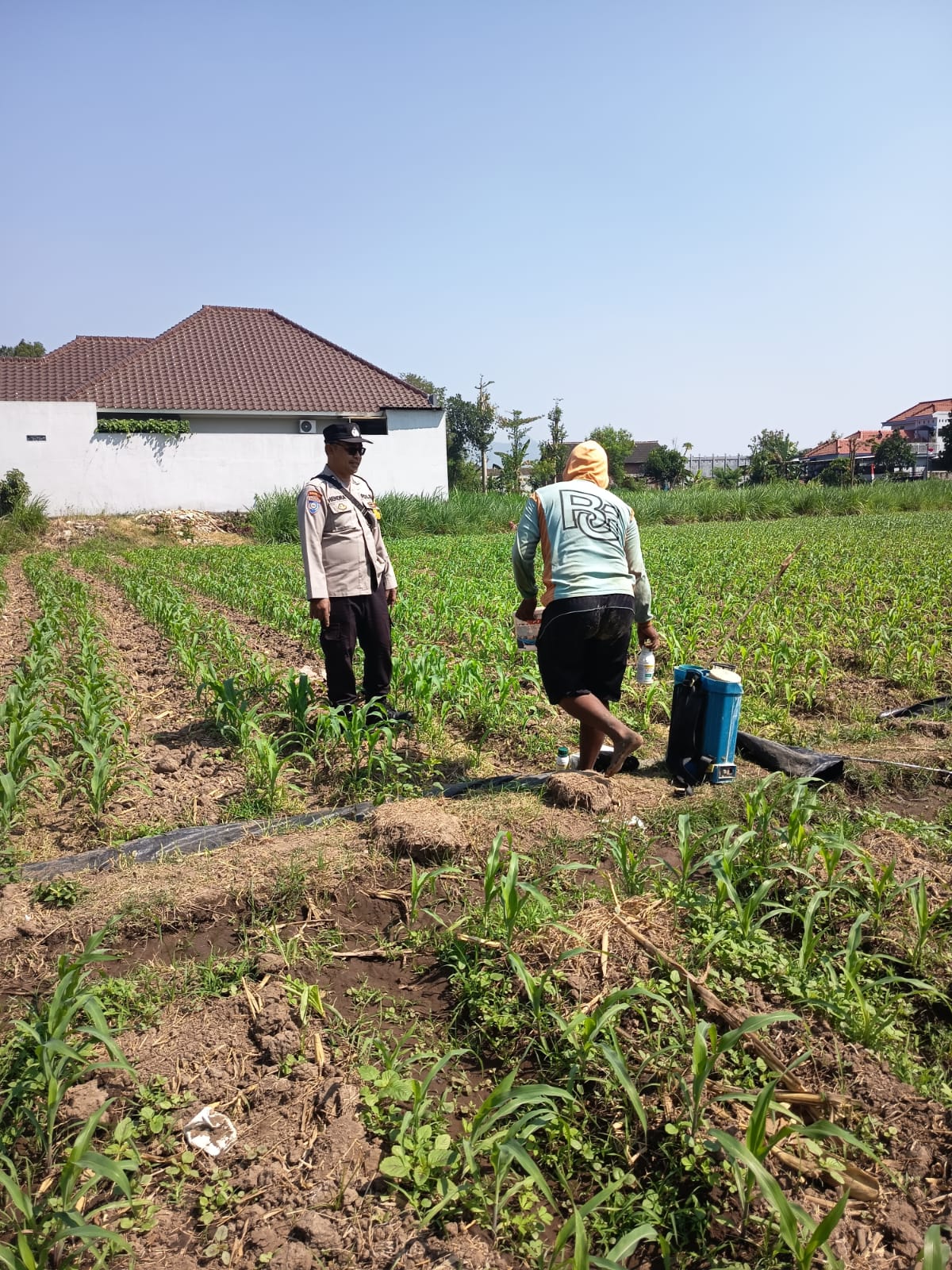 Mbminvestigasi.com | Bhabinkamtibmas Polsek Mojoroto Edukasi Petani Jagung, Dukung Ketahanan Pangan di Banjarmlati
