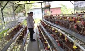Mbminvestigasi.com | Bhabinkamtibmas Polsek Rembang Laporkan Budidaya Ayam Petelur di Kalisat Tumbuh Sehat