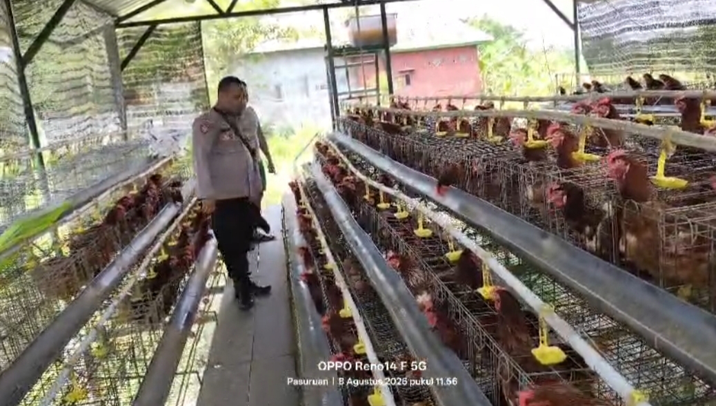 Mbminvestigasi.com | Bhabinkamtibmas Polsek Rembang Laporkan Budidaya Ayam Petelur di Kalisat Tumbuh Sehat