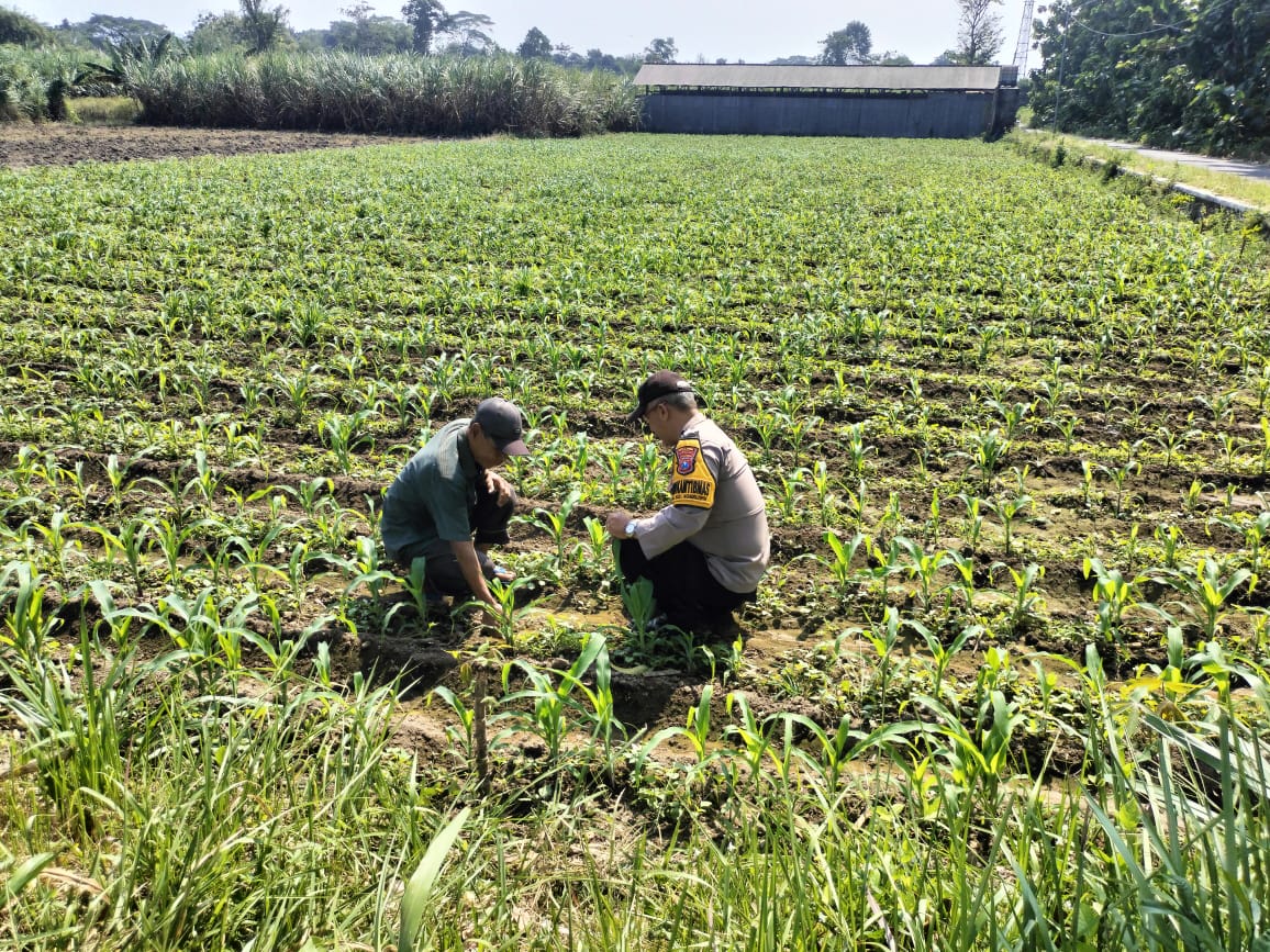 Mbminvestigasi.com | Bhabinkamtibmas Badal Ikut Cek Tanaman, Hama dan Gulma Jadi Perhatian Petani