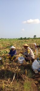 Mbminvestigasi.com | Jaga Ketahanan Pangan, Bhabinkamtibmas Dermo Aktif Dampingi Petani hingga Masa Panen