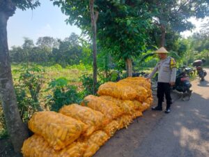 Mbminvestigasi.com | Jaga Ketahanan Pangan, Bhabinkamtibmas Dermo Aktif Dampingi Petani hingga Masa Panen