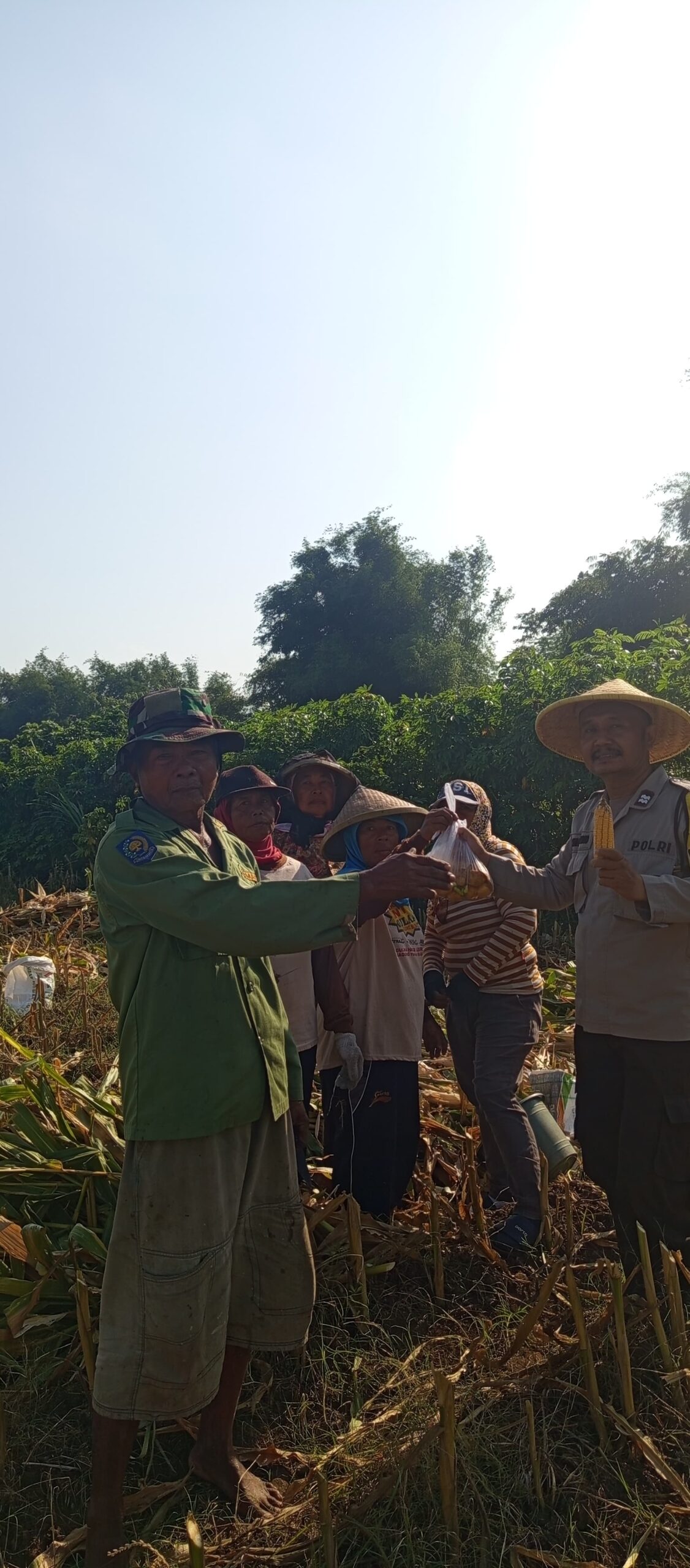 Mbminvestigasi.com | Jaga Ketahanan Pangan, Bhabinkamtibmas Dermo Aktif Dampingi Petani hingga Masa Panen