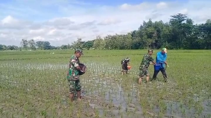 Mbminvestigasi.com | Babinsa Gesi IKut Turun Sawah, Pemupukan Jadi Kunci Kejar Panen Melimpah