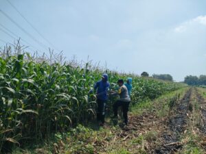 Mbminvestigasi.com | Polsek Pagu Perkuat Pendampingan Petani dalam Program Ketahanan Pangan