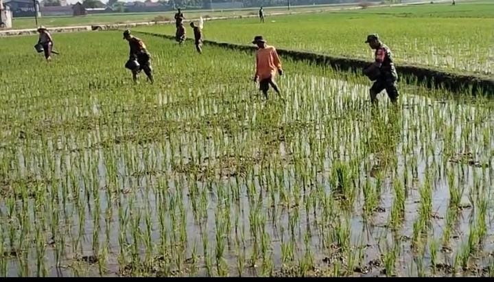 Mbminvestigasi.com | Babinsa Masaran Bantu Petani, Pemupukan Didorong Tepat dan Efisien