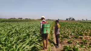 Mbminvestigasi.com | Bhabinkamtibmas Dampingi Petani, Dukung Ketahanan Pangan dari Lahan Jagung